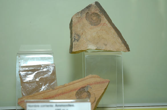 Incrustaciones en la piedra - Museo Geominero - Colonia 25 de Mayo
