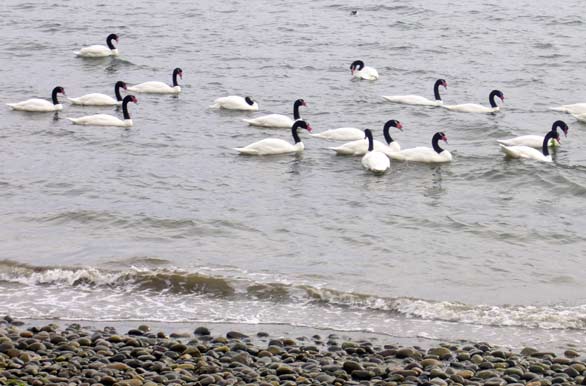 Cisnes de cuello negro en Cauln - Ancud