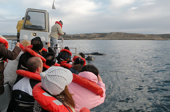 Amigables cetceos - Ballenas en Patagonia