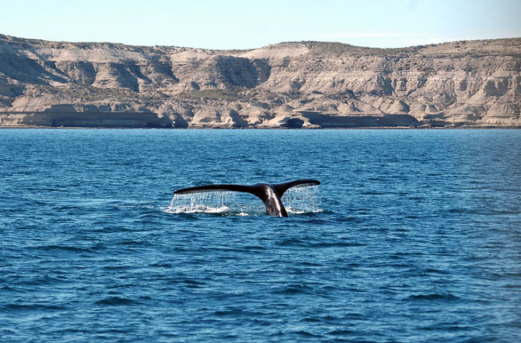 Postales del mar - Ballenas en Patagonia
