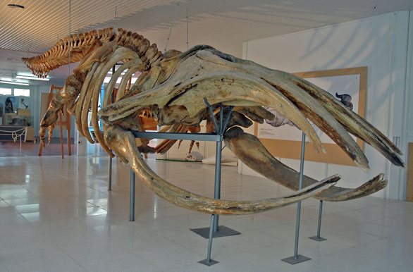 Esqueleto de la Ballena Franca - Ballenas en Patagonia
