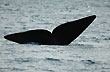 Cola de ballena - Foto: Jorge Gonzlez