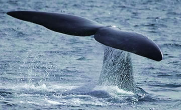 Southern Right Whale