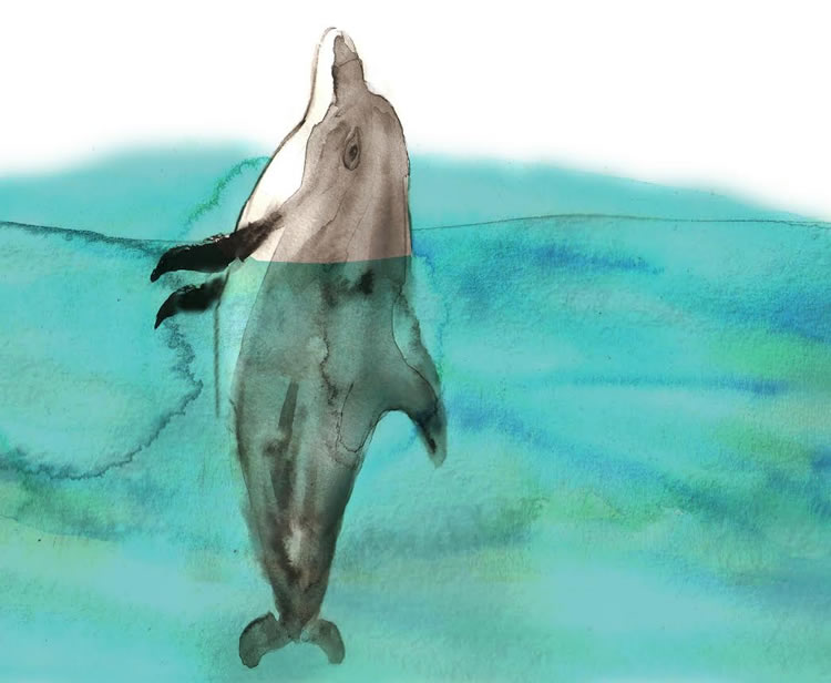 Delfín nariz de botella