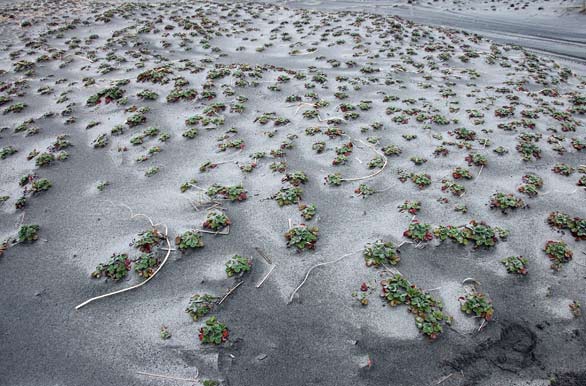 Strawberries on the sands of La Barra - Puerto Ral Marn Balmaceda