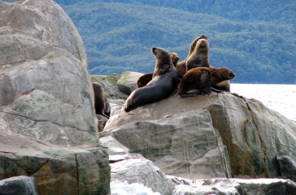 Sea lions - Puerto Ral Marn Balmaceda
