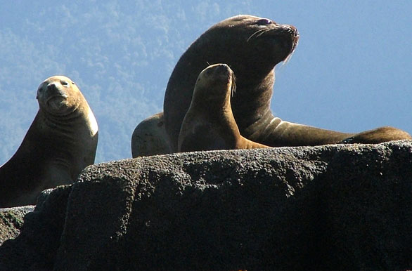 South American Fur Seal - Puerto Ral Marn Balmaceda