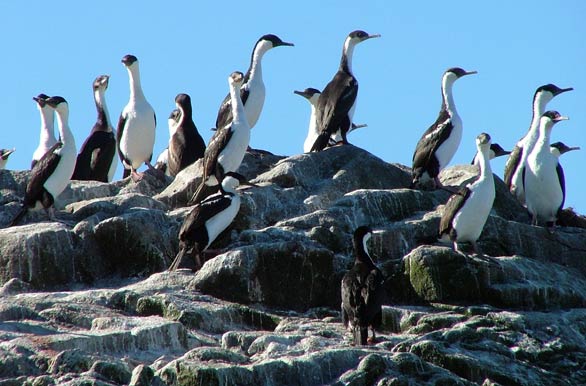 King cormorants - Puerto Ral Marn Balmaceda