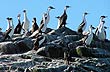 Cormoranes reales - Foto: María A.Bravo - Fdo.Los Leones Cormoranes reales - Foto: María A.Bravo - Fdo.Los Leones