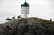 Pelícanos en el faro - Foto: Eduardo Epifanio Pelícanos en el faro - Foto: Eduardo Epifanio