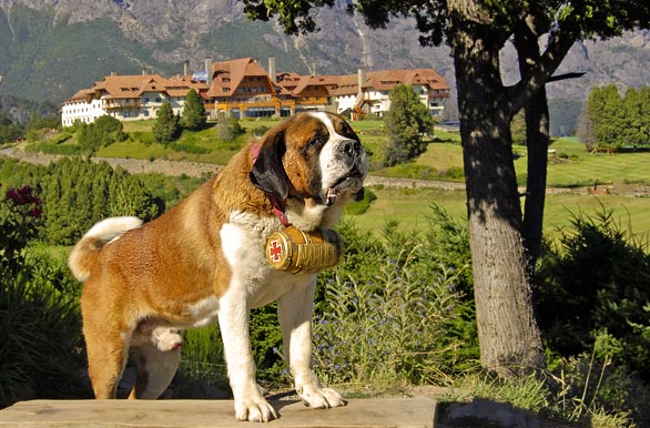 Mascota de Bariloche - San Carlos de Bariloche