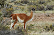 Guanacos - Foto: Jorge Gonz�lez