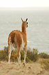 Guanacos frente al mar - Foto: Jorge Gonz�lez