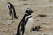 Ping�inera Cabo Dos Bah�as (40000 ejemplares) - Foto: Jorge Gonz�lez