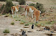 Juntos en la reserva - Foto: Jorge Gonz�lez