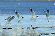 Gaviotas frente al lago - Foto: Jorge González Gaviotas frente al lago - Foto: Jorge González