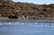 Cisnes en la Isla Jordán - Foto: Jorge González Cisnes en la Isla Jordán - Foto: Jorge González