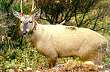 El huemul - Foto: Ilustre Municipalidad de Cochrane El huemul - Foto: Ilustre Municipalidad de Cochrane