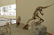 Dinosaurios - Photo: Jorge Gonz�lez