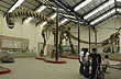 Argentinosaurus Huinculensis - Photo: Jorge Gonz�lez