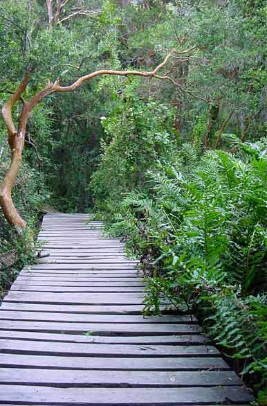 Pasarela Bosque de las Sombras - El Bolsn