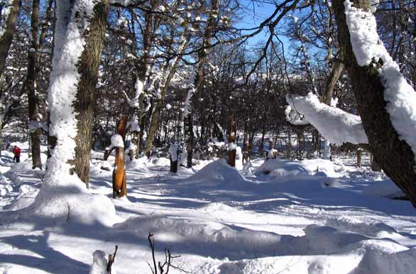 Nieve en el Bosque Tallado - El Bolsn