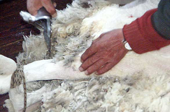 Pura lana ovina - El Calafate