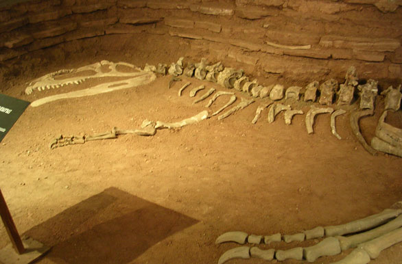 Restos del Gigantosaurus - Villa El Chocn