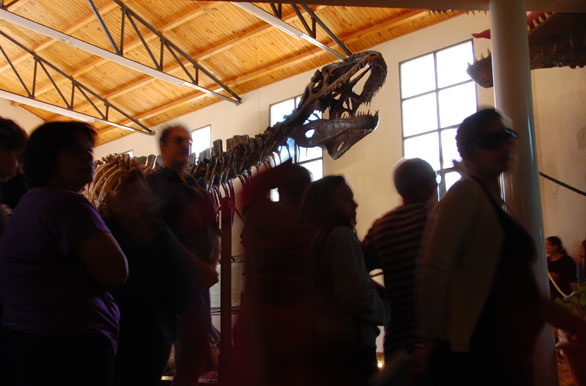 Paleontology at the MEB - Villa El Chocn