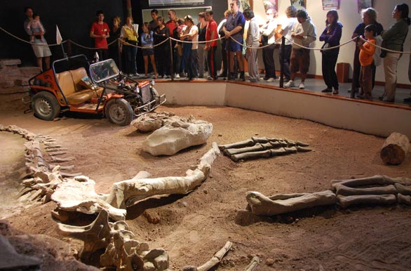 80% of its skeleton is fossil, Giganotosaurus  - Villa El Chocn