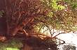 R�o Arrayanes - Photo: Juan Castro