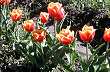 Tulipanes de la zona, Gobernador Gregores