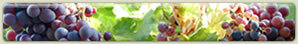 Patagonian Wines