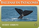 Ballenas en Patagonia