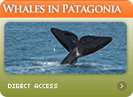 Whales in Patagonia