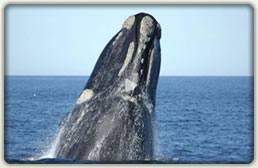 Whales in Patagonia