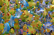 Coloridos colgantes - Photo: Jorge Gonz�lez
