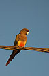 T�picos loros - Photo: Jorge Gonz�lez