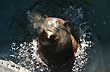 Lobito en el puerto - Photo: Jorge Gonz�lez