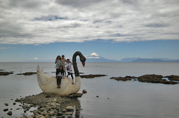 Cisnes de lago - Llanquihue