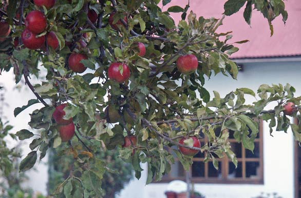 Frutales de estancia - Los Antiguos, 