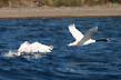 Cisnes de cuello negro - Photo: Karina Jozami