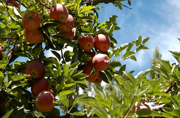 Manzanas del Valle - Neuqun
