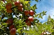 Manzanas del Valle - Photo: Jorge Gonz�lez