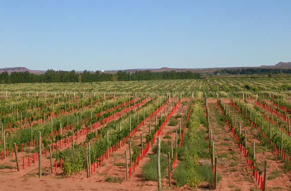 Zona de viedos - Neuqun