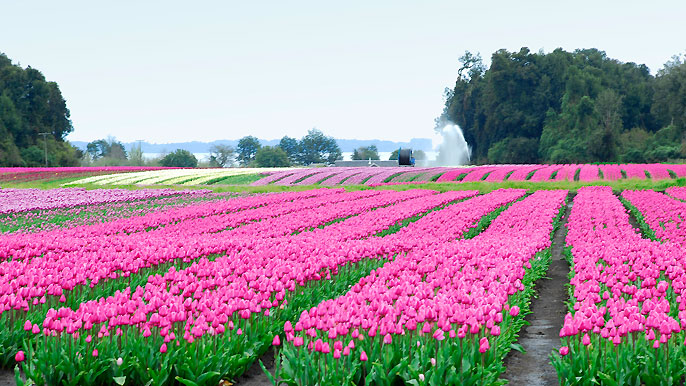 Plantacin de tulipanes - Osorno