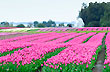Plantaci�n de tulipanes - Photo: Jorge Gonz�lez