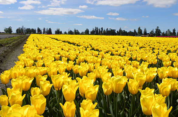 Millones de tulipanes - Osorno