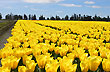 Millones de tulipanes - Photo: Jorge Gonz�lez