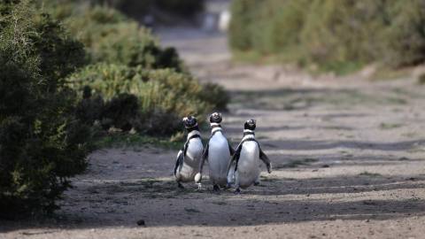 Penguin colony in Punta Ninfas